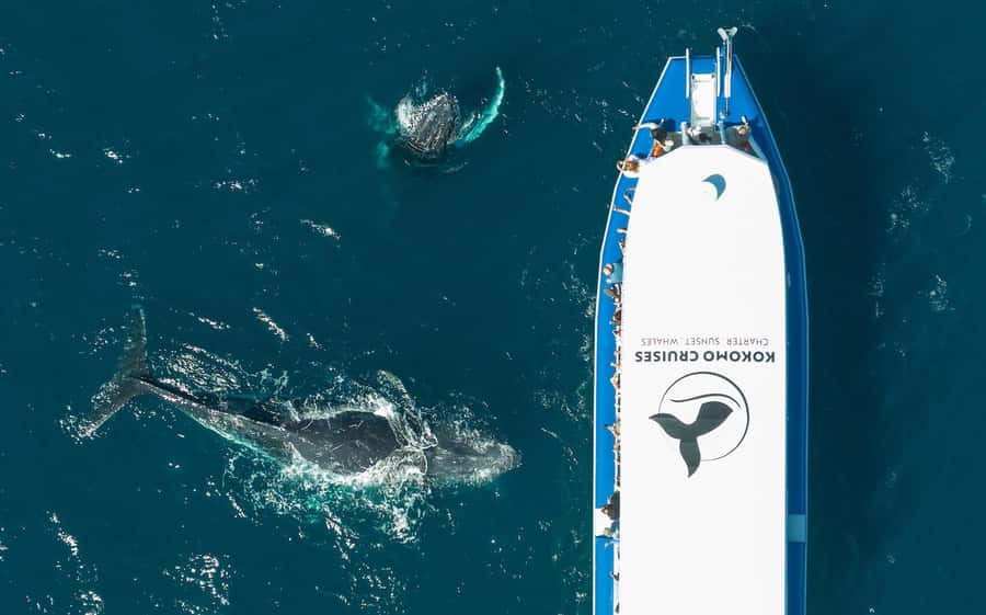 Gold Coast Whale Experience - Whale Highway logistics: Main Beach to humpback territory in about 20 minutes