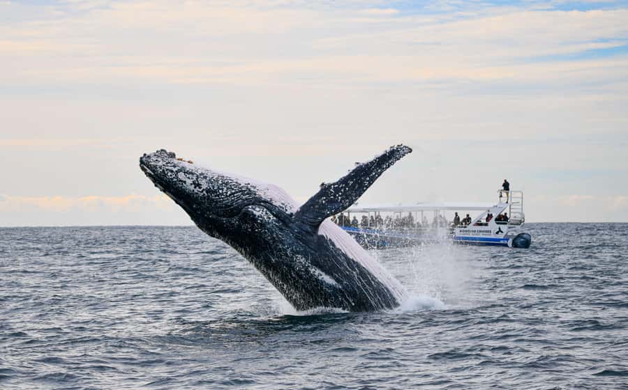 Gold Coast Whale Experience - Humpback whale sightings: what you’re likely to spot and why it’s special