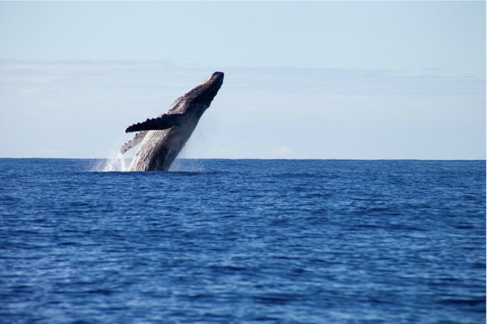 Gold Coast Whale Experience - Wildlife bonus: dolphins, turtles, sea birds, and more