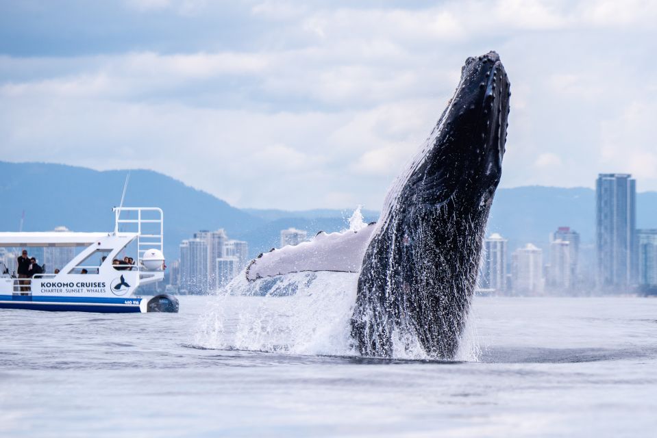 Gold Coast Whale Experience - Price and value: is $62 a good deal for a 2.5-hour whale cruise?
