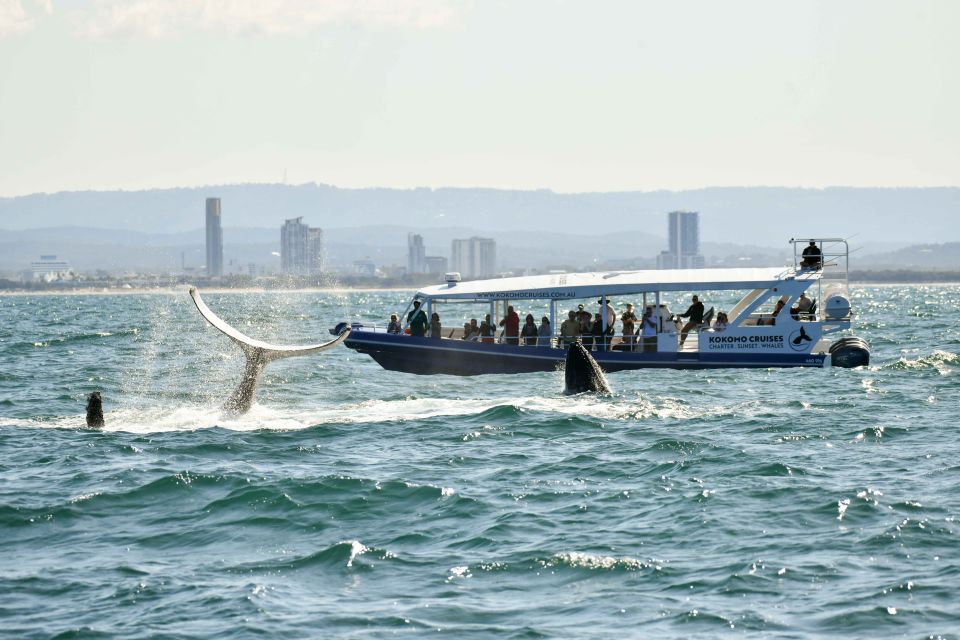 Gold Coast Whale Experience - What to bring (and what to do) for better photos and fewer problems