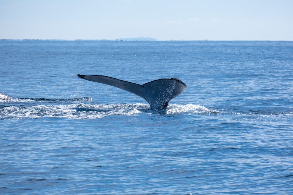 Gold Coast Whale Experience - Who this Gold Coast whale cruise is best for