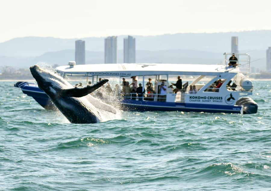 Gold Coast Whale Experience - The 150-minute cruise: timing, comfort, and what you do on the water