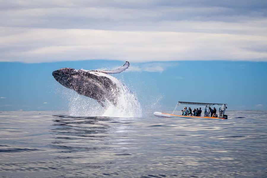 Gold Coast: Whale Watching - Key things I’d watch for