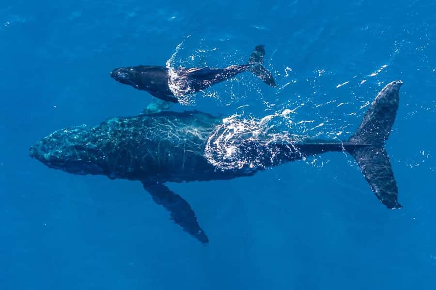 Gold Coast: Whale Watching - Where humpbacks cruise by the Gold Coast