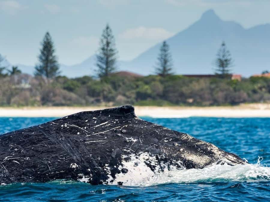 Gold Coast: Whale Watching - The short NSW cruise: scenery plus quick wildlife checks