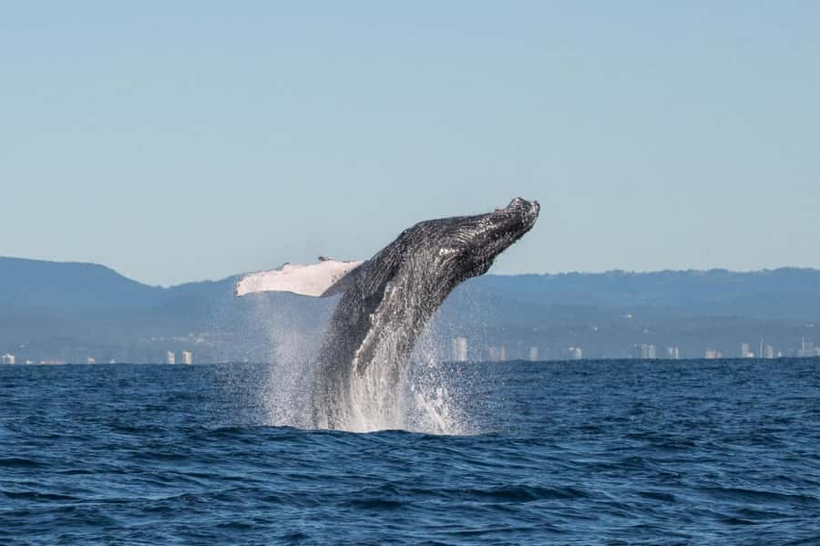 Gold Coast: Whale Watching - Two hours on the Gold Coast: eye-level whale watching