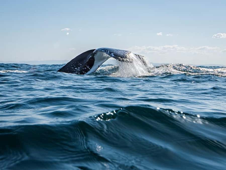 Gold Coast: Whale Watching - Boat time for 150 minutes: plan for weather and motion