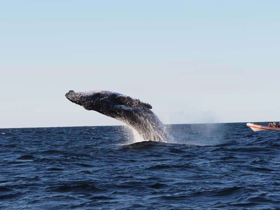 Gold Coast: Whale Watching - Price and value: is $84 worth it?