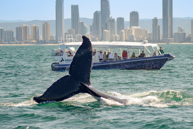 Gold Coast Whale Watching Cruise - The onboard whale talk: surround speakers and real spotting guidance