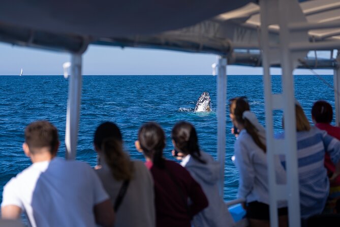 Gold Coast Whale Watching Cruise - Sightings guarantee: how the free return ticket changes the risk