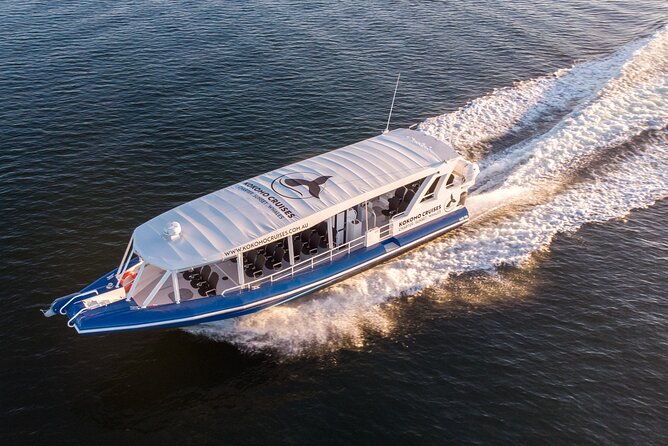 Gold Coast Whale Watching Cruise - Weather, whale behavior, and why early trips often win