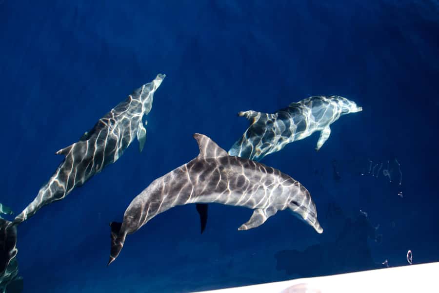 Gold Coast: Whale Watching Cruise & Sea World Entry - Key takeaways before you go