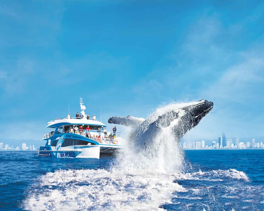 Gold Coast: Whale Watching Cruise & Sea World Entry - Whale cruise timing that actually affects your day