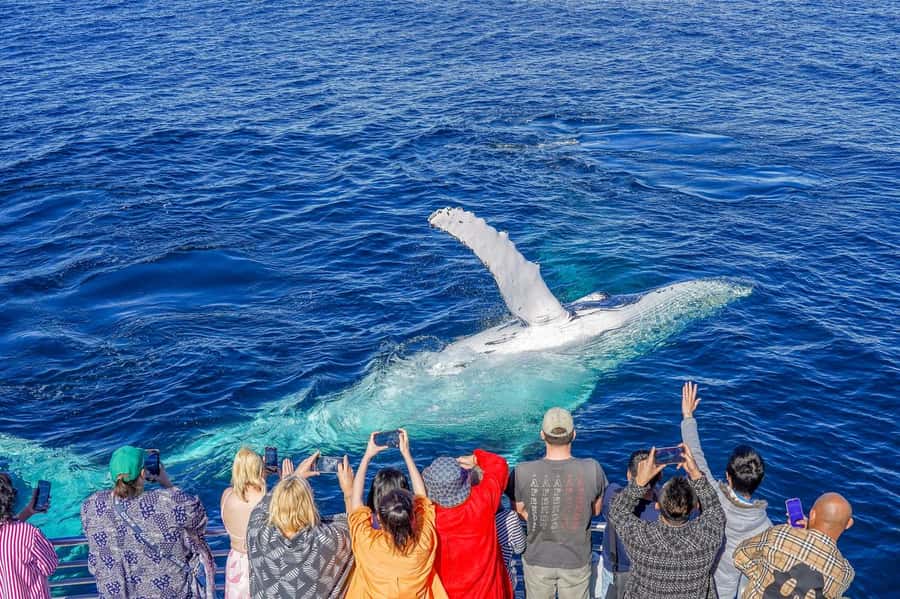 Gold Coast: Whale Watching Cruise & Sea World Entry - What Sea World feels like once you step inside