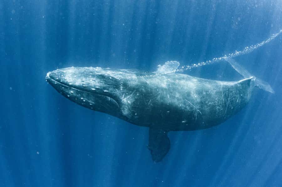 Gold Coast: Whale Watching Cruise & Sea World Entry - Who this combo suits best (and who should skip it)