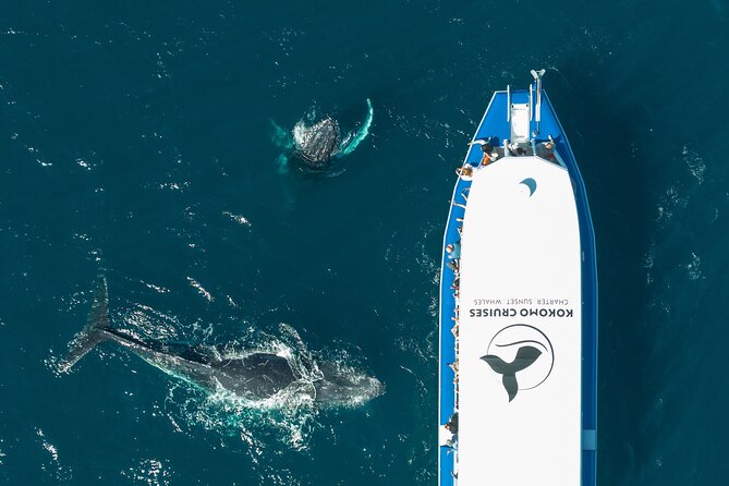 Gold Coast Whale Watching Cruise - Meeting at Kokomo Cruises: the start matters more than you think