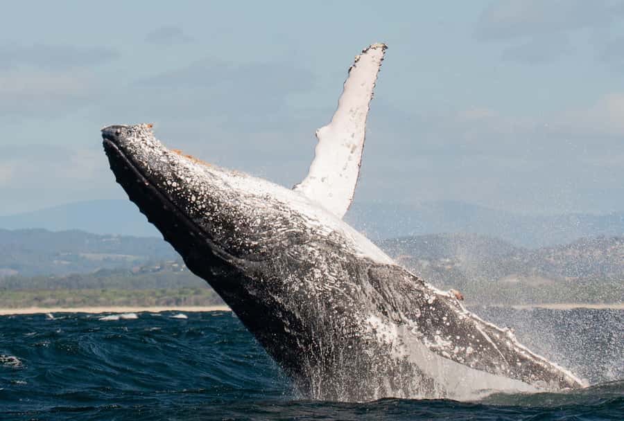 Gold Coast: Whale Watching - Chasing whales starts at 139–151 Chinderah Bay Dr