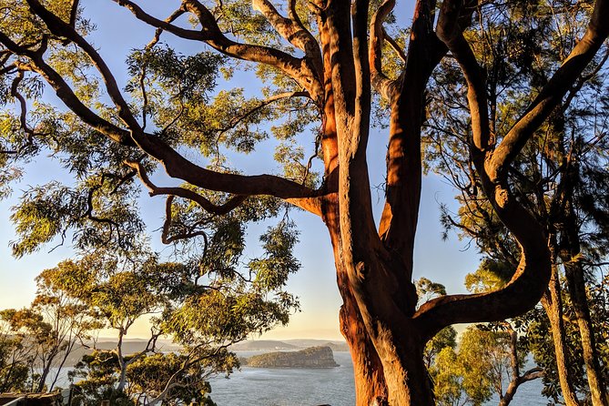 Golden Beaches and Ocean Vistas MANLY AND NORTHERN BEACHES PRIVATE TOUR - Balmoral, the Spit Bridge, and Little Manly: beaches you drive past on purpose