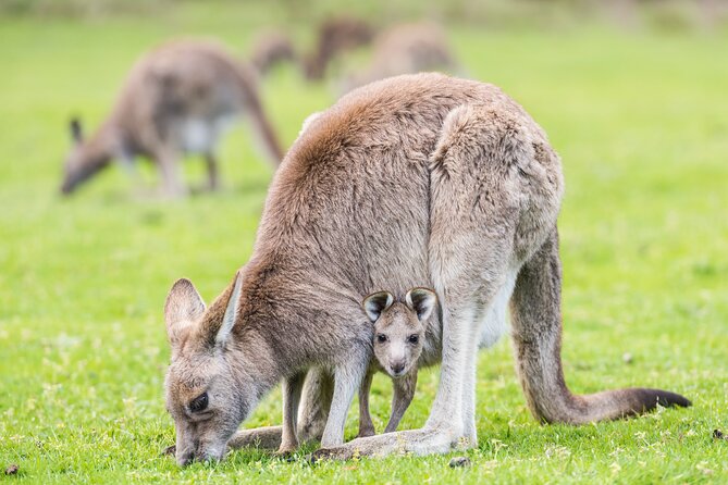 Grampians National Park with MacKenzie Falls and Kangaroos - Why this Grampians day trip works as a plan