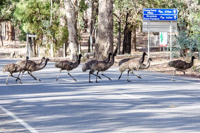 Grampians National Park with MacKenzie Falls and Kangaroos - Kangaroos, emus, and the morning tea in the bush