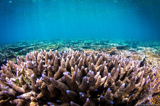 Great Barrier Reef and MOUA Cruise from Townsville or Magnetic Island - Price and value: what $275.42 includes (and what to budget extra)