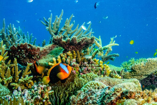 Great Barrier Reef and MOUA Snorkeling Day Tour from Townsville - Meals and onboard comfort: more than just fueling