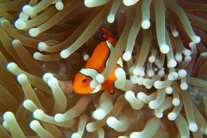 Great Barrier Reef Cruise from Townsville or Magnetic Island - Certified Scuba Option: Two Underwater Sessions and What to Budget