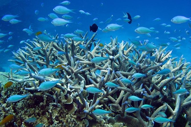 Great Barrier Reef Cruise from Townsville or Magnetic Island - Included Gear and the Small Details That Save Your Skin (and Your Day)
