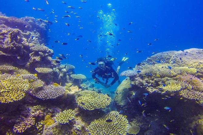 Great Barrier Reef Cruise from Townsville or Magnetic Island - Price and Value: Why $275.42 Can Make Sense (If You Use the Inclusions)