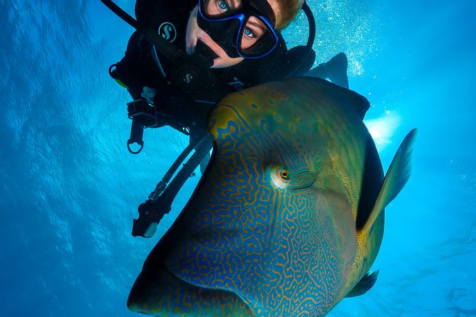 Great Barrier Reef Cruise - Gold Class VIP Lounge Package - BBQ lunch, wine, and return-day snacks: Eating like a VIP