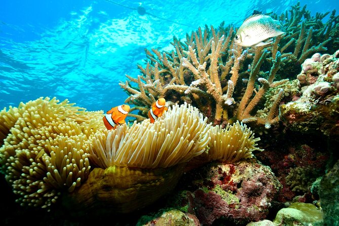 Great Barrier Reef Indulgence Package from Cairns - Helicopter Flights: Seeing the Reef’s True Size