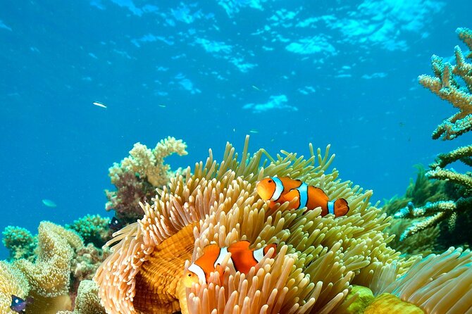 Great Barrier Reef Indulgence Package from Cairns - VIP Pontoon Comfort: What Privacy Looks Like on Water