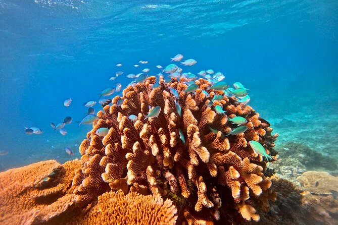 Great Barrier Reef Small Group Snorkelling Adventure - Pier Shopping Centre check-in: the start that sets the tone