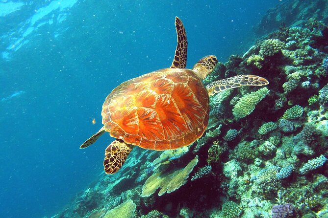 Great Barrier Reef Small Group Snorkelling Adventure - Price of $185.77: where the value really comes from
