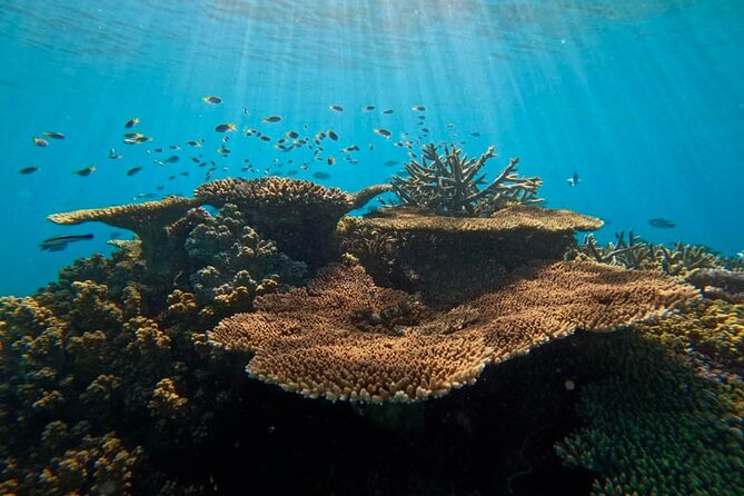 Great Barrier Reef Small Group Snorkelling Adventure - What the guide experience feels like in real life