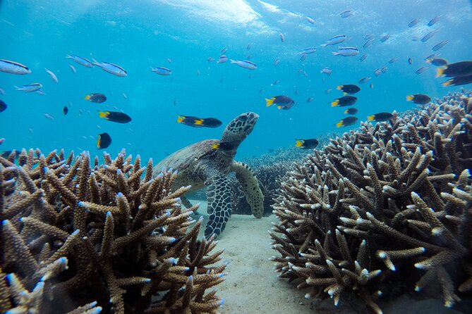 Great Keppel Island Adventure Tour - Snorkel and Boomnet - Free time on the island: use it for trails or beach reset