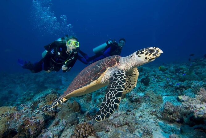 Great Keppel Island Day Trip Bundle from Yeppoon - Lunch at 11:30am–2:00pm: bistro food with a built-in deadline