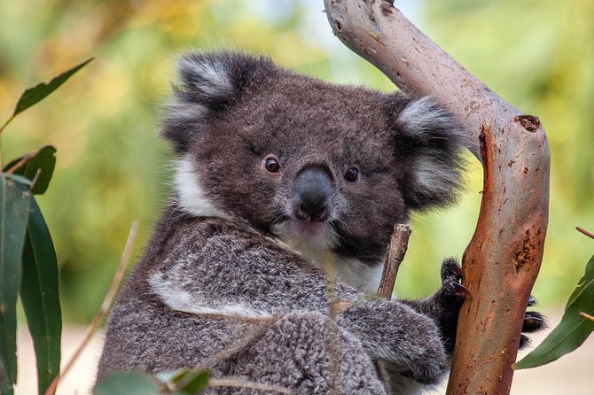Great Ocean Road and Wildlife Tour for Backpackers aged 18-35 - Great Ocean Road for Backpackers: Why the 18–35 Setup Works