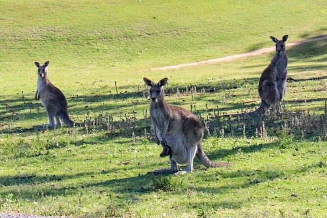 Great Ocean Road and Wildlife Tour for Backpackers aged 18-35 - Stop 1–4: Port Campbell National Park, 12 Apostles, Razorback, Gibsons Steps