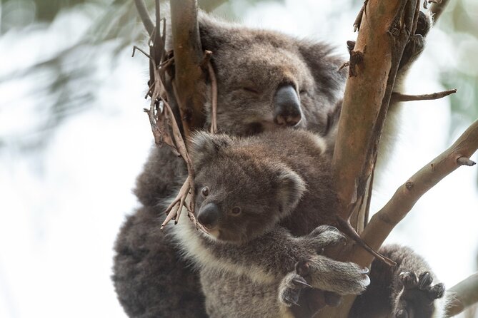 Great Ocean Road Coastal Spectcular with Wildlife Wonders - Loch Ard Gorge: Views Plus the Human Story