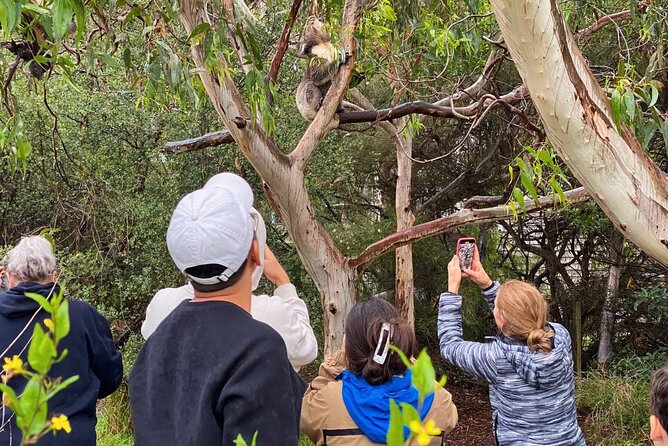 Great Ocean Road Full-Day Sunset Eco Tour from Melbourne - Loch Ard Gorge on the Shipwreck Coast: where the story gets real