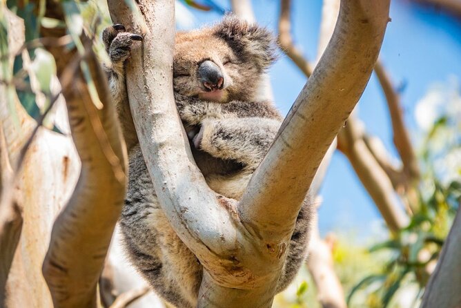 Great Ocean Road Full-Day Sunset Eco Tour from Melbourne - Comfort, coach setup, and who should book anyway