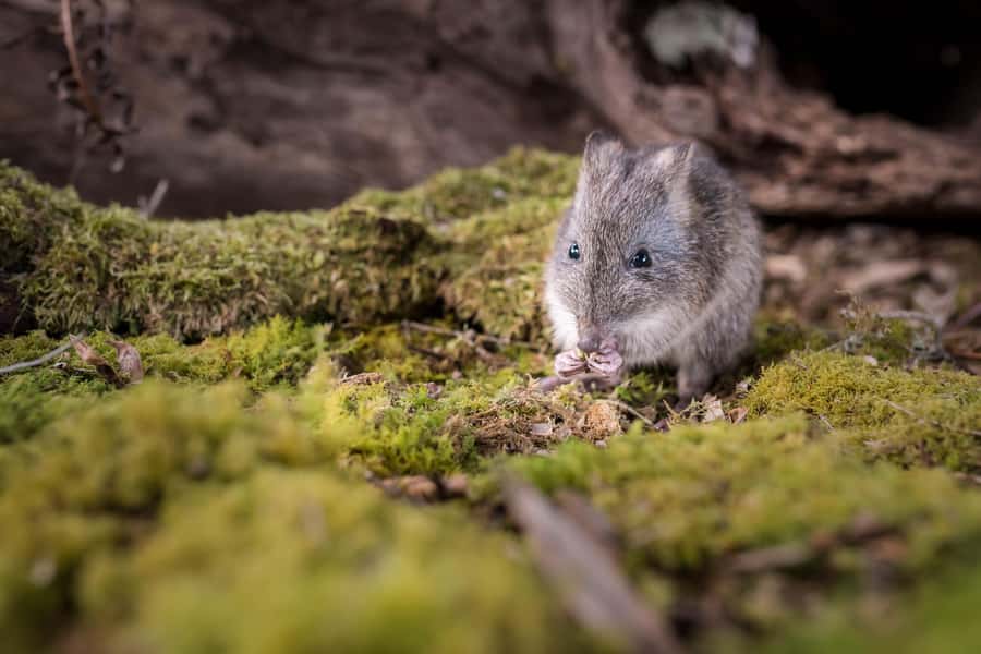Great Ocean Road: Guided Wildlife Walk that Supports Nature - Refreshments and Gift Shop Time After the Walk