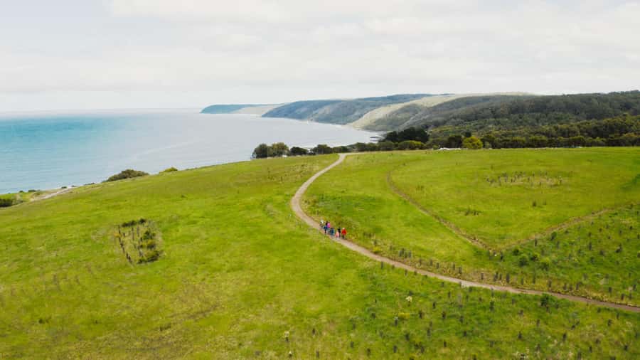 Great Ocean Road: Guided Wildlife Walk that Supports Nature - Who This Guided Wildlife Walk Is For