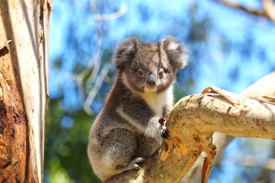 Great Ocean Road: Guided Wildlife Walk that Supports Nature - Your Guide, Binoculars, and the Real Mechanics of Spotting