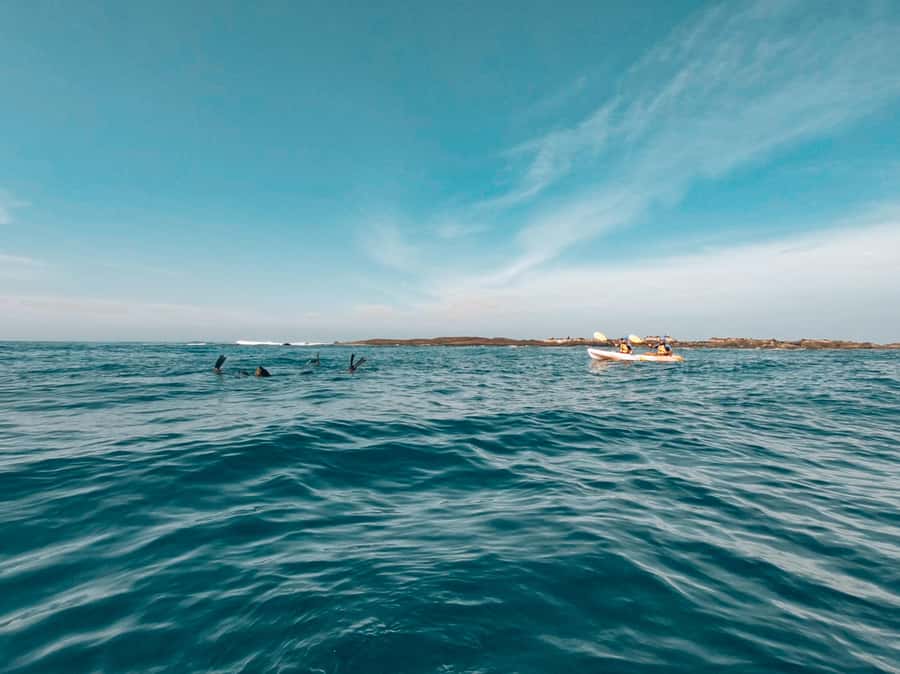 Great Ocean Road: Kayaking with Seals Tour - Key highlights worth planning around