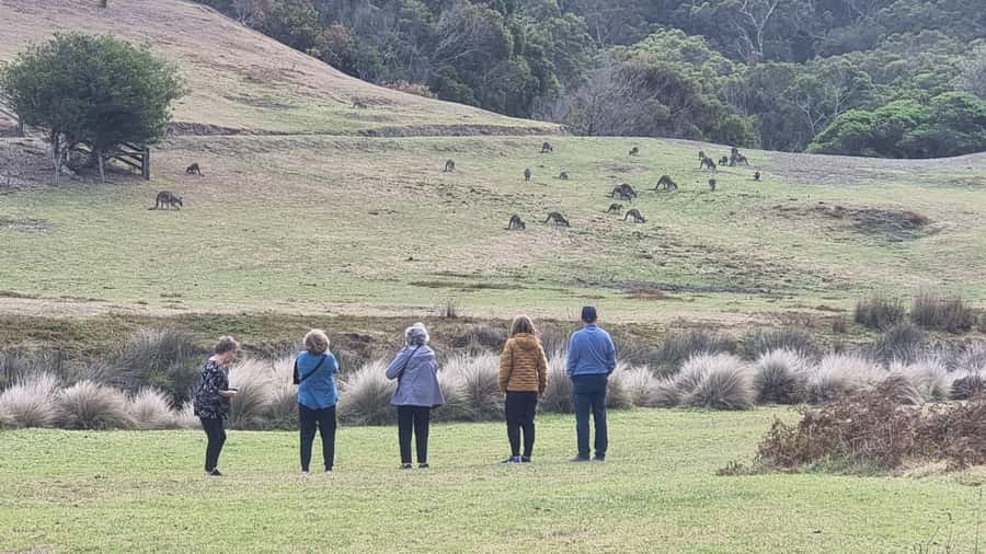 Great Ocean Road Lux Tour Max 11 Hotel Pickup - Razorback to Twelve Apostles: pacing the big-ticket moment