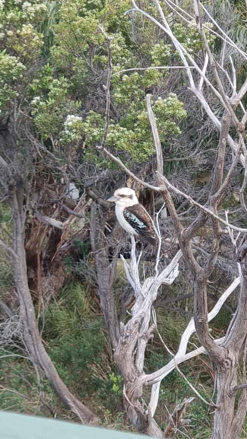 Great Ocean Road Lux Tour Max 11 Hotel Pickup - Anglesea and Lorne: seaside towns with a real pause