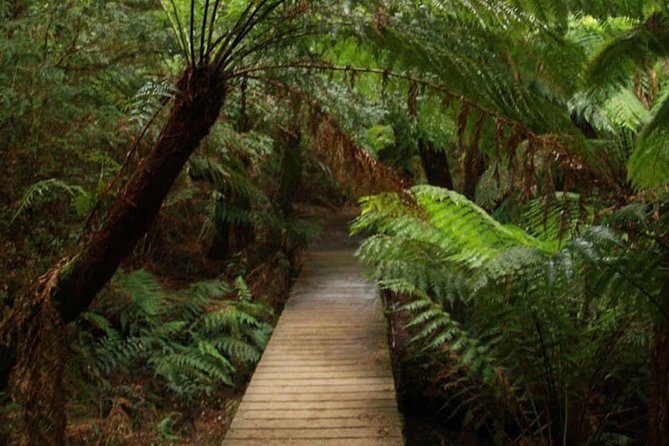 Great Ocean Road Medium Size Group Tour - Twelve Apostles Marine National Park: the quick-hit you should not rush